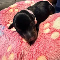 LuLu, a female Miniature Pinscher for sale in Villa Rica, GA – Photo 4 of 5