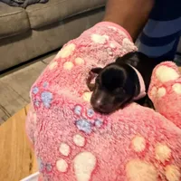 LuLu, a female Miniature Pinscher for sale in Villa Rica, GA – Photo 2 of 5