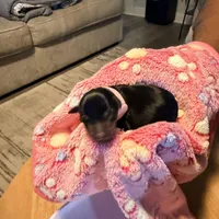 LuLu, a female Miniature Pinscher for sale in Villa Rica, GA – Photo 1 of 5