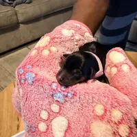 LuLu, a female Miniature Pinscher for sale in Villa Rica, GA – Photo 3 of 5