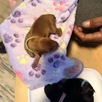 Cream, a female Miniature Pinscher for sale in Villa Rica, GA – Photo 1 of 6