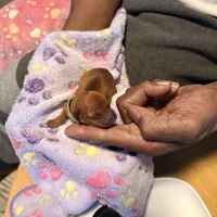 Cream, a female Miniature Pinscher for sale in Villa Rica, GA – Photo 6 of 6