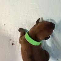 Cream, a female Miniature Pinscher for sale in Villa Rica, GA – Photo 2 of 6