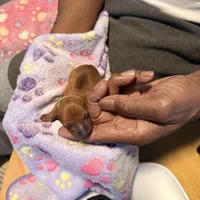 Cream, a female Miniature Pinscher for sale in Villa Rica, GA – Photo 4 of 6