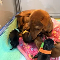 Cream, a female Miniature Pinscher for sale in Villa Rica, GA – Photo 5 of 6