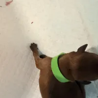 Cream, a female Miniature Pinscher for sale in Villa Rica, GA – Photo 3 of 6