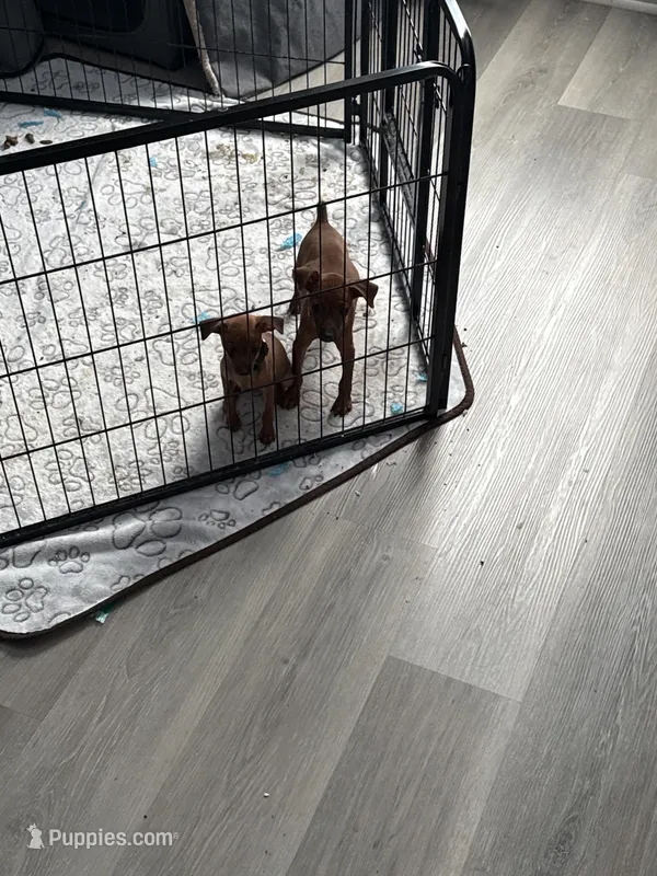 Cream, a female Miniature Pinscher for sale in Villa Rica, GA – 1 of 1