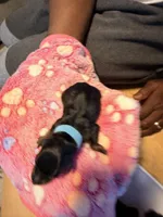 Dream, a male Miniature Pinscher for sale in Villa Rica, GA – Photo 1 of 5