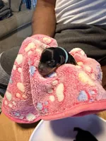 Dream, a male Miniature Pinscher for sale in Villa Rica, GA – Photo 4 of 5