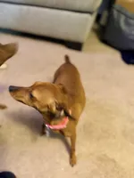 Triple BBB Boddy , a  Miniature Pinscher for sale in Villa Rica, GA – Photo 2 of 10