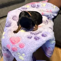 Blue, a  Miniature Pinscher for sale in Villa Rica, GA – Photo 2 of 4