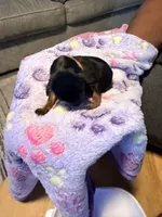 Blue, a  Miniature Pinscher for sale in Villa Rica, GA – Photo 2 of 4