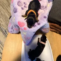 Blue, a  Miniature Pinscher for sale in Villa Rica, GA – Photo 1 of 4