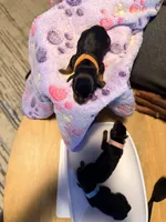 Blue, a  Miniature Pinscher for sale in Villa Rica, GA – Photo 1 of 4