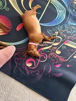 Triple BBB Boddy , a  Miniature Pinscher for sale in Villa Rica, GA – Photo 9 of 10