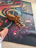 Triple BBB Boddy , a  Miniature Pinscher for sale in Villa Rica, GA – Photo 10 of 10