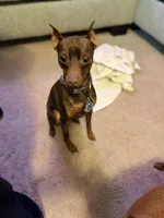 Triple BBB Boddy , a  Miniature Pinscher for sale in Villa Rica, GA – Photo 3 of 10