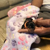 Blue, a  Miniature Pinscher for sale in Villa Rica, GA – Photo 3 of 4