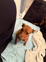 Triple BBB Boddy , a  Miniature Pinscher for sale in Villa Rica, GA – Photo 4 of 10