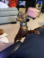 Triple BBB Boddy , a  Miniature Pinscher for sale in Villa Rica, GA – Photo 5 of 10