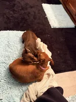 Triple BBB Boddy , a  Miniature Pinscher for sale in Villa Rica, GA – Photo 8 of 10