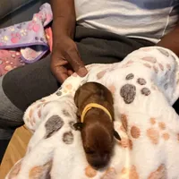 Tan, a female Miniature Pinscher for sale in Villa Rica, GA – Photo 2 of 4