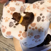 Tan, a female Miniature Pinscher for sale in Villa Rica, GA – Photo 4 of 4