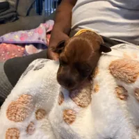 Tan, a female Miniature Pinscher for sale in Villa Rica, GA – Photo 1 of 4