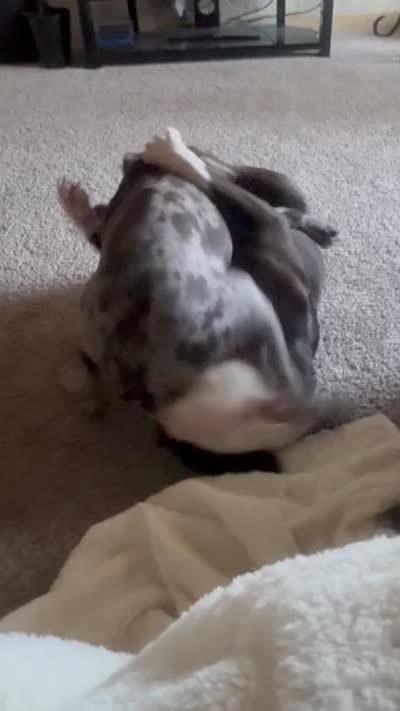 Grey, a male American Bully and American Pit Bull Terrier for sale in Seattle, WA – 9 of 9