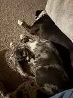 Grey, a male American Bully and American Pit Bull Terrier for sale in Seattle, WA – 5 of 9