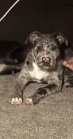 Grey, a male American Bully and American Pit Bull Terrier for sale in Seattle, WA – 6 of 9