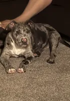 Grey, a male American Bully and American Pit Bull Terrier for sale in Seattle, WA – 4 of 9