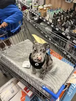 Grey, a male American Bully and American Pit Bull Terrier for sale in Seattle, WA – 1 of 9