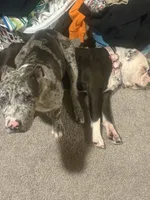 Grey, a male American Bully and American Pit Bull Terrier for sale in Seattle, WA – 2 of 9