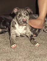 Grey, a male American Bully and American Pit Bull Terrier for sale in Seattle, WA – 8 of 9