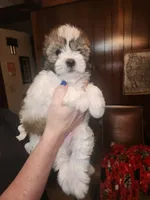 Rambo, a male Maltese for sale in Orangeburg, SC – 2 of 2
