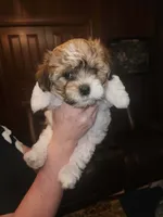 Rocky, a female Maltese for sale in Orangeburg, SC – 2 of 2