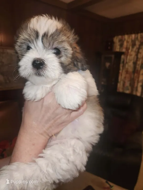 Rambo – Maltese puppy for sale in Orangeburg, SC