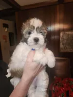 Sly, a male Maltese for sale in Orangeburg, SC – 2 of 2