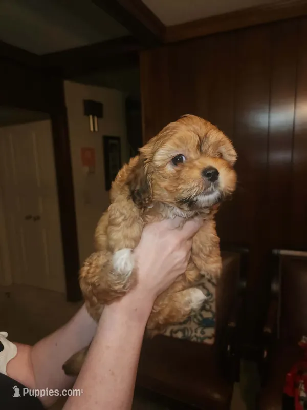 Sassy – Maltese puppy for sale in Orangeburg, SC