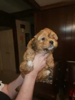 Sassy, a female Maltese for sale in Orangeburg, SC – 1 of 2