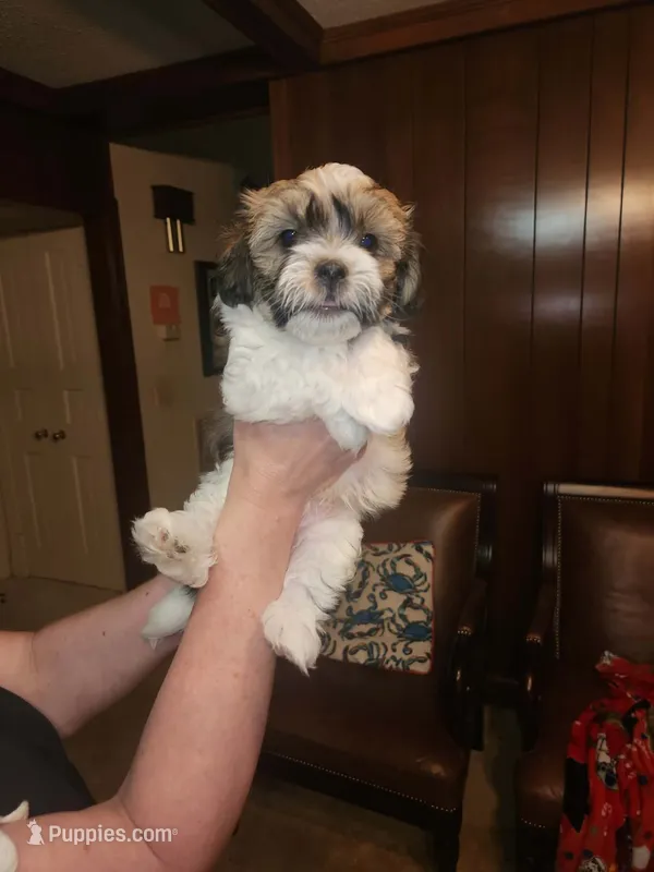 Sly – Maltese puppy for sale in Orangeburg, SC