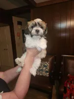 Sly, a male Maltese for sale in Orangeburg, SC – 1 of 2
