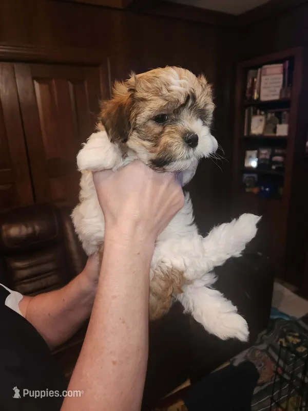 Rocky – Maltese puppy for sale in Orangeburg, SC