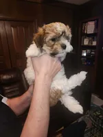 Rocky, a female Maltese for sale in Orangeburg, SC – 1 of 2