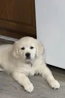 Kiara , a female Golden Retriever for sale in Roca, NE – Photo 1 of 3