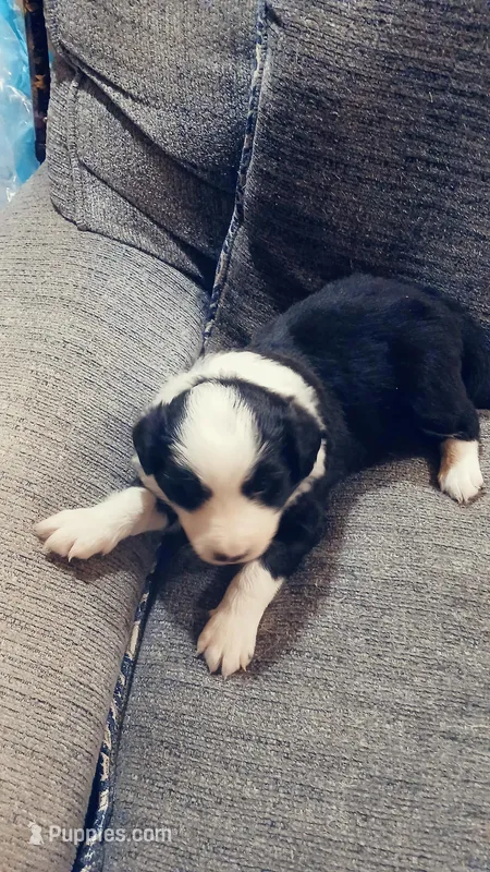 Puppy  – Border Collie puppy for sale in Smyrna, NY