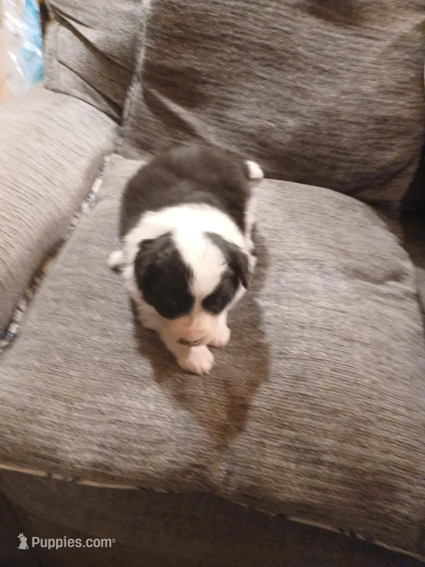 Puppy  – Border Collie puppy for sale in Smyrna, NY