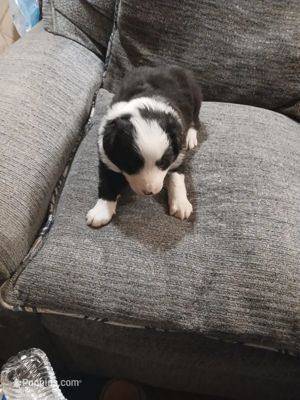 Puppy  – Border Collie puppy for sale in Smyrna, NY