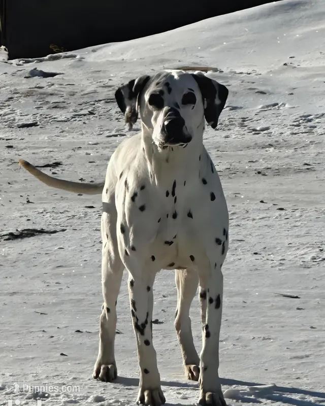 Ivan  – Dalmatian puppy for sale in Lake City, MN